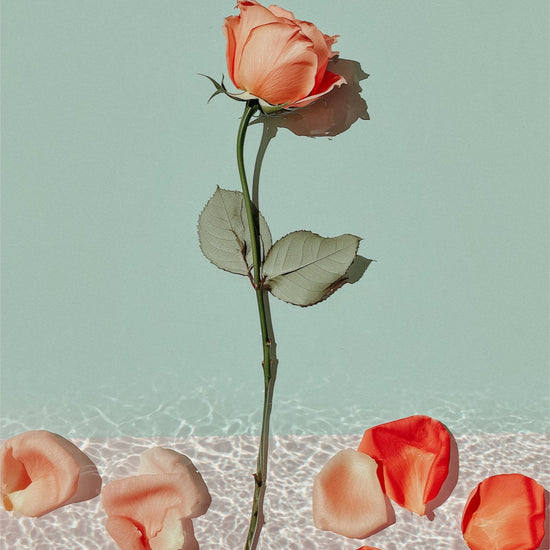 Dipped Rose I: upright rose and scattered coral petals against a sage green background