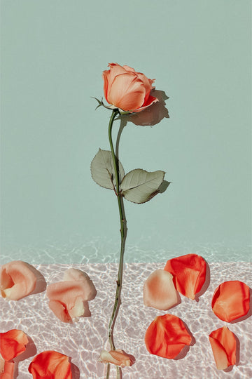 Dipped Rose I: single coral rose standing over rippled water with red petals, sage green sky