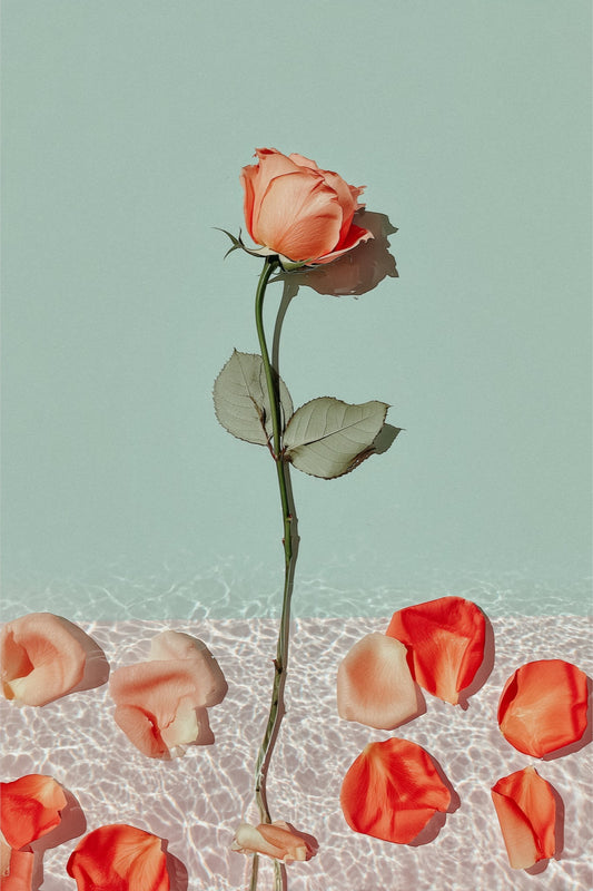 Dipped Rose I: single coral rose standing over rippled water with red petals, sage green sky