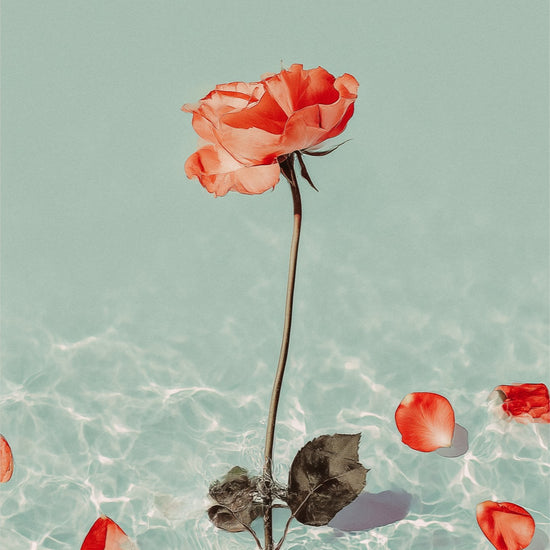 Red rose with petals on a light blue water background