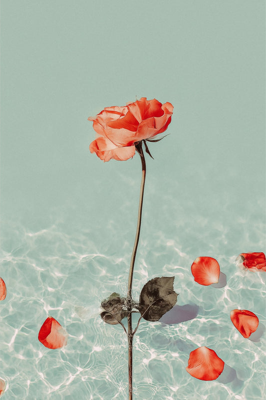 Red rose with petals on a light blue water background
