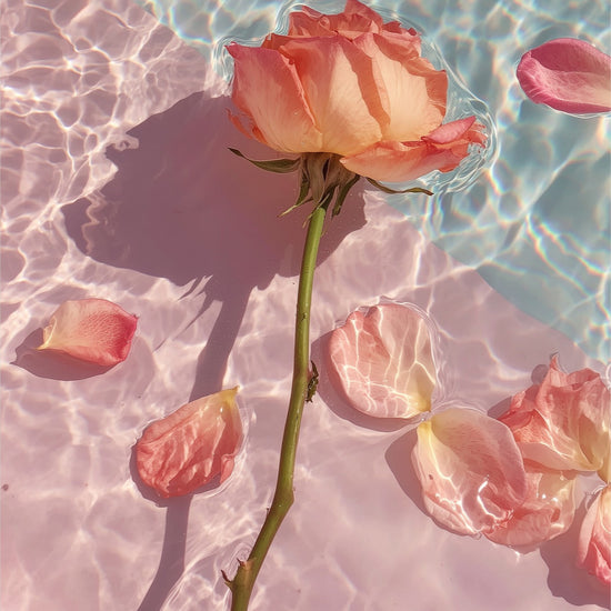 Rose in Water II: peach rose and drifting petals on sunlit pink water, unframed art print