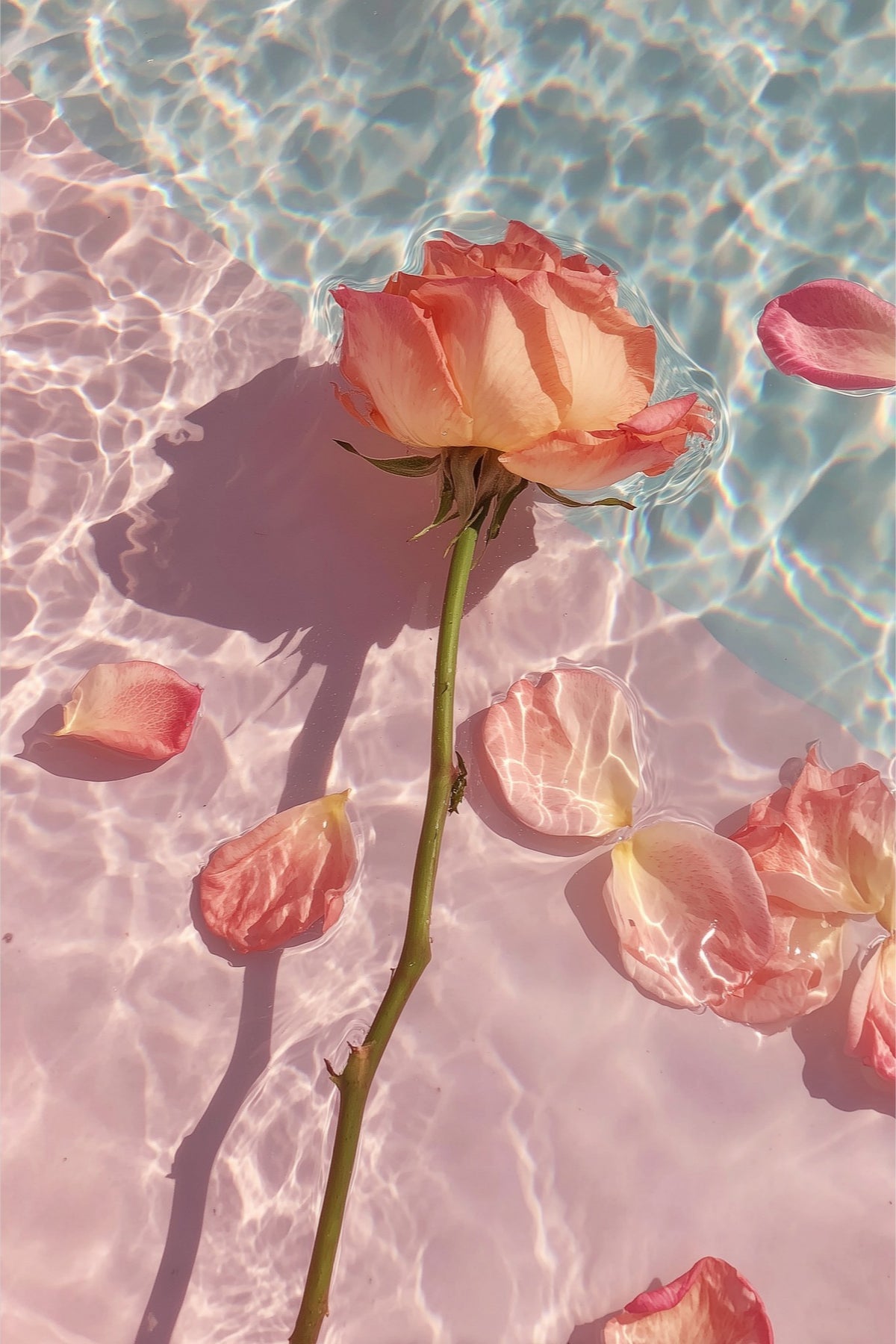 Rose in Water II: peach rose and drifting petals on sunlit pink water, unframed art print