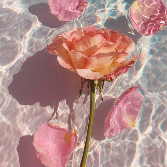 Rose in Water III: blush rose on a tall stem with petals on sunlit pink and blue water, unframed print